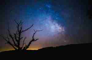 Dark night sky with stars and galaxy above desert shrub